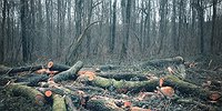 Кто и как ворует наш лес