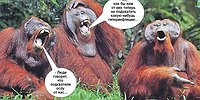 Накроет ли Россию обезьянья оспа?