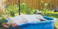 Новый дачный закон принят